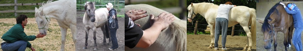 Développement personnel facilité par l'interaction avec le cheval. Tout se fait sans monter.