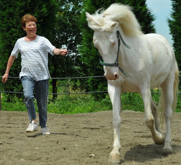 Développement personnel facilité par le cheval > contact - Harold Gential